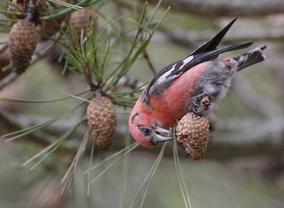 White-winged Crossbill (Loxia leucoptera) photo image