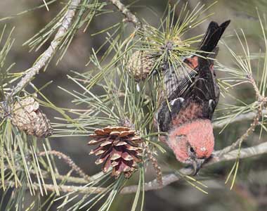 White-winged Crossbill (Loxia leucoptera) photo