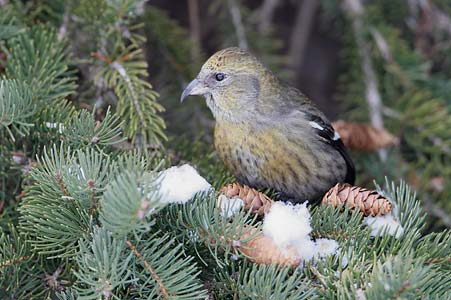 White-winged Crossbill (Loxia leucoptera) photo image