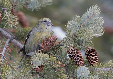 White-winged Crossbill (Loxia leucoptera) photo image