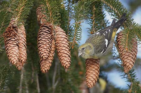 White-winged Crossbill (Loxia leucoptera) photo image