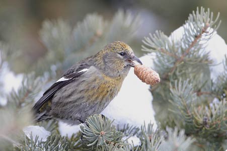 White-winged Crossbill (Loxia leucoptera) photo image