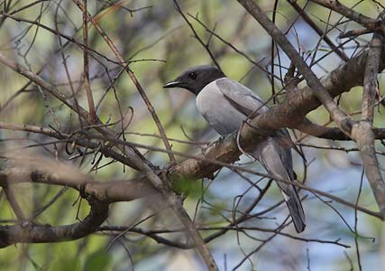 Madagascar Cuckoo