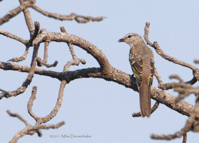 Red-shouldered Cuckooshrike (Campephaga phoenicea) photo