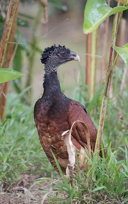 Great Curassow (Crax rubra) photo image
