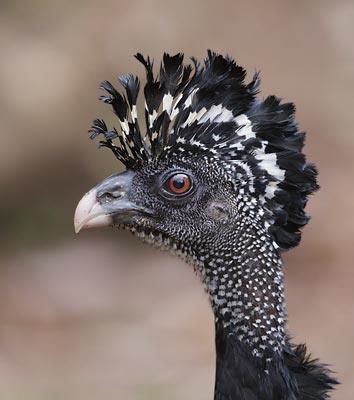 Great Curassow (Crax rubra) photo image