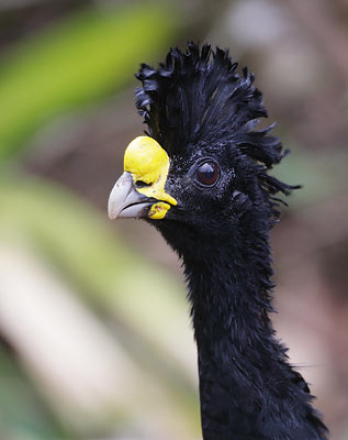 Great Curassow (Crax rubra) photo image