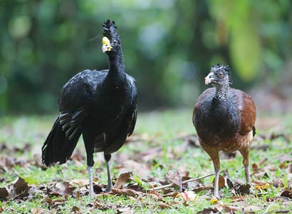 Great Curassow (Crax rubra) photo image