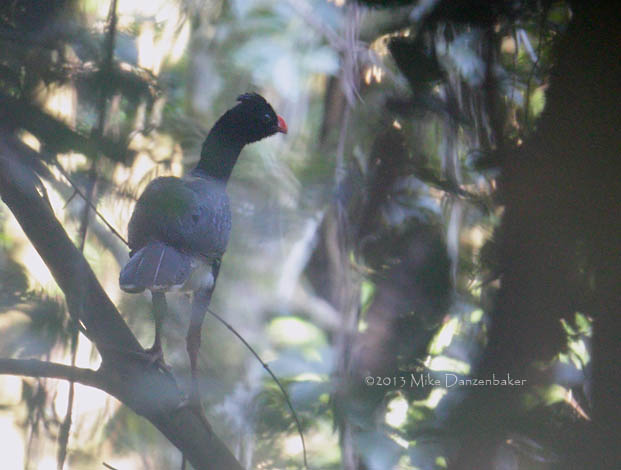 Salvin's Curassow (Mitu salvini) photo image