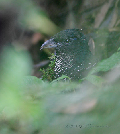 Banded Ground Cuckoo (Neomorphus radiolosus) photo image