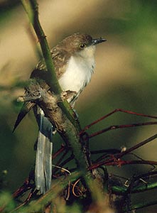 Black-billed Cuckoo (Coccyzus erythropthalmus) photo image
