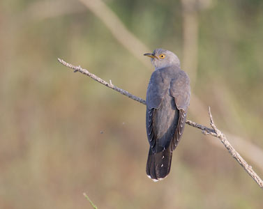 Common Cuckoo (Cuculus canorus) photo