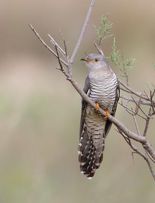 Common Cuckoo (Cuculus canorus) photo