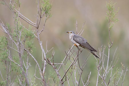 Common Cuckoo (Cuculus canorus) photo