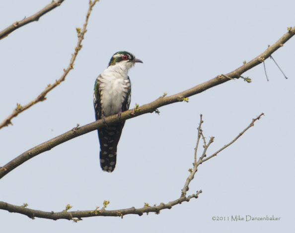 Dideric Cuckoo (Chrysococcyx caprius) photo