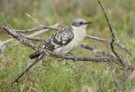 Great Spotted Cuckoo (Clamator glandarius) photo image