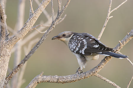 Great Spotted Cuckoo (Clamator glandarius) photo image