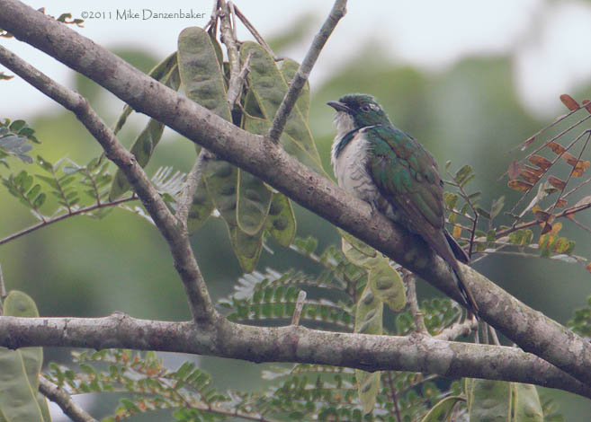 Klaas's Cuckoo (Chrysococcyx klaas) photo image