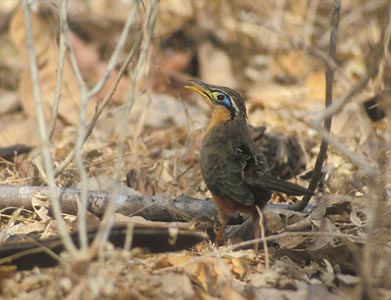 Lesser Ground-Cuckoo (Morococcyx erythropygus) photo