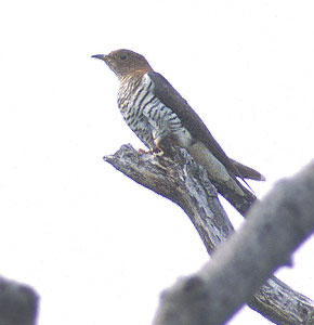 Lesser Cuckoo (Cuculus poliocephalus) photo image