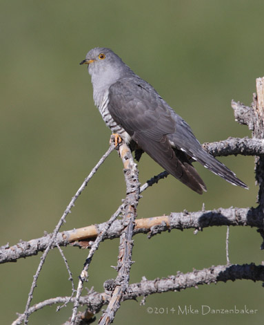 Oriental Cuckoo (Cuculus optatus) photo image