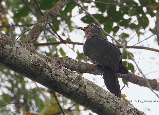 Red-chested Cuckoo (Cuculus solitarius) photo