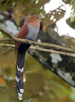 Squirrel Cuckoo (Piaya cayana) photo image