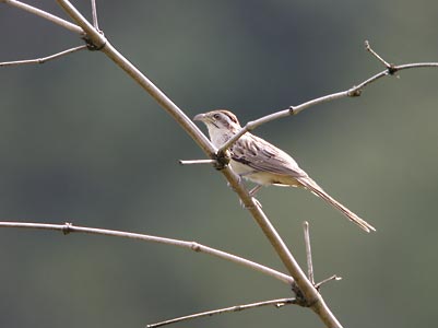 Striped Cuckoo (Tapera naevia) photo image