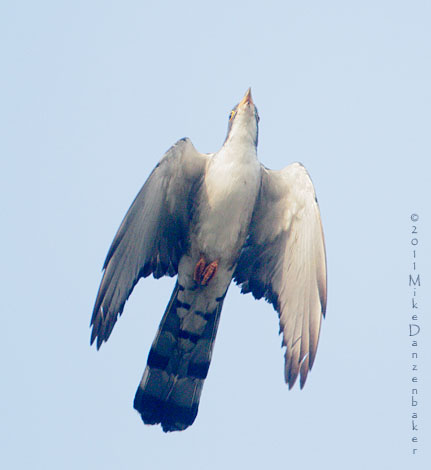 Thick-billed Cuckoo (Pachycoccyx audeberti) photo