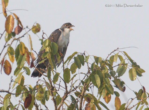 Thick-billed Cuckoo (Pachycoccyx audeberti) photo