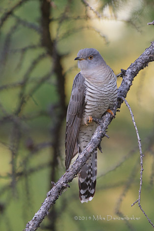 Unidentified Cuckoo (Cuculus incertus) photo image