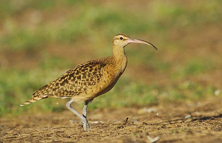 Bristle-thighed Curlew (Numenius tahitiensis) photo image
