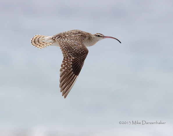 Bristle-thighed Curlew (Numenius tahitiensis) photo