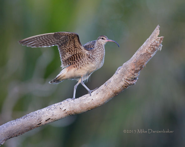 Bristle-thighed Curlew (Numenius tahitiensis) photo
