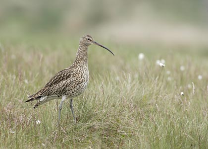 Eurasian Curlew (Numenius arquata) photo image