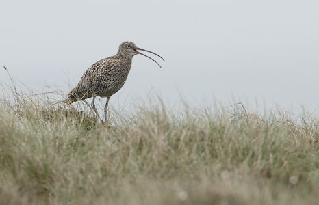 Eurasian Curlew (Numenius arquata) photo