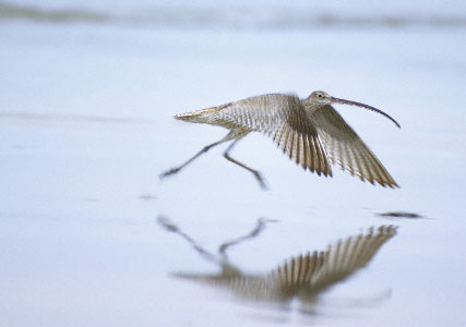 Far Eastern Curlew (Numenius madagascariensis) photo image