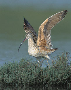 Long-billed Curlew (Numenius americanus) photo image