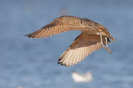 Long-billed Curlew (Numenius americanus) photo image