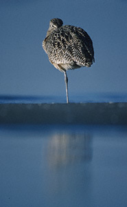 Long-billed Curlew (Numenius americanus) photo image