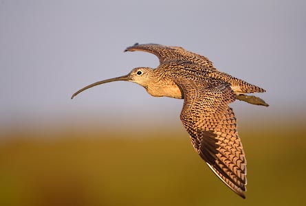 Long-billed Curlew (Numenius americanus) photo image