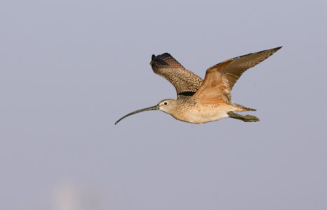 Long-billed Curlew (Numenius americanus) photo image