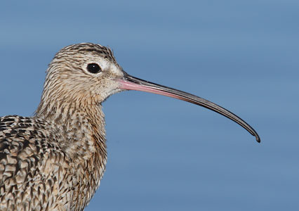 Long-billed Curlew (Numenius americanus) photo image
