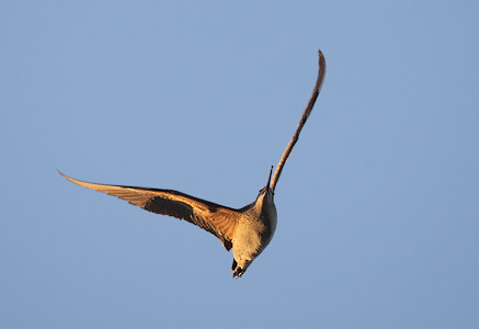 Long-billed Curlew (Numenius americanus) photo image