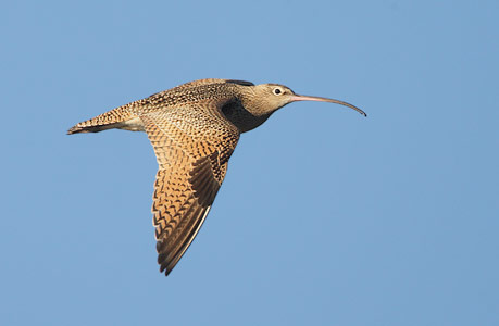 Long-billed Curlew (Numenius americanus) photo image