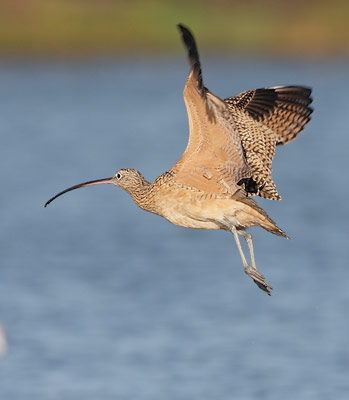 Long-billed Curlew (Numenius americanus) photo image