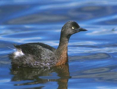 New Zealand Grebe (Poliocephalus rufopectus) photo image