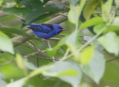 Blue Dacnis (Dacnis cayana) photo image
