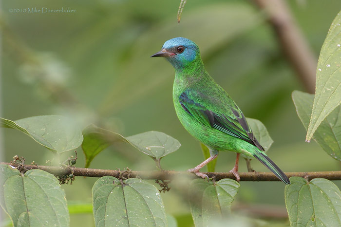 Blue Dacnis (Dacnis cayana) photo