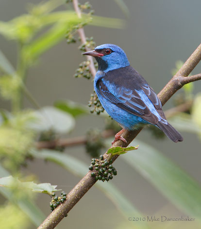 Blue Dacnis (Dacnis cayana) photo